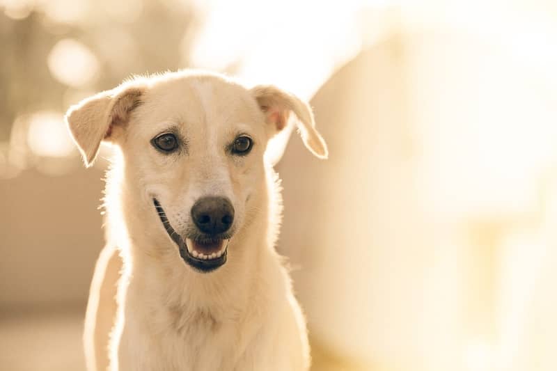 Rêver de chien Rêver de chien