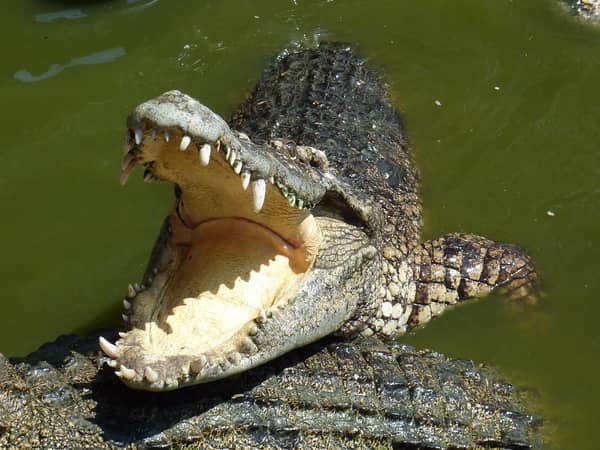 faire poursuivre par un crocodile