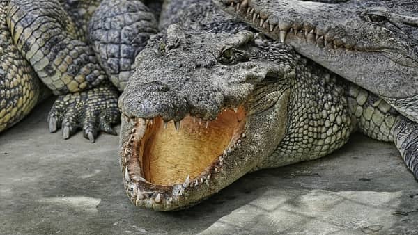 faire mordre par un crocodile