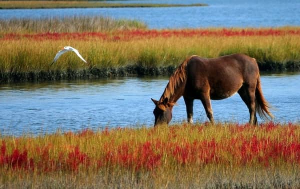 Interprétation et signification du rêve: Cheval