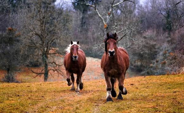 cheval agressif