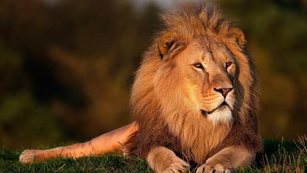 lion dans sa maison