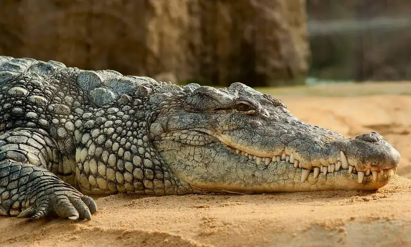 Rêver de crocodile