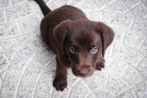 Rêver de chien marron