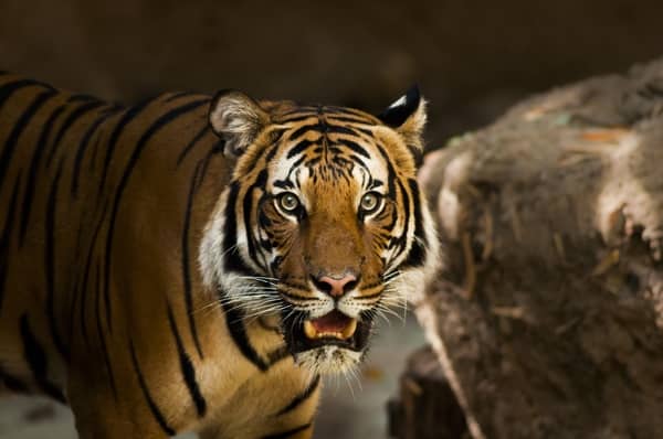 Interprétation et signification du rêve: tigre