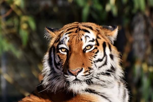 Rever De Tigre Dans Sa Maison Attaque De Tigre Et In Islam