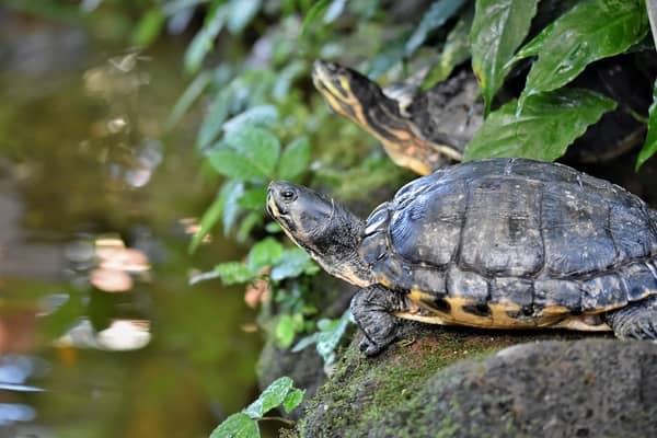 tortue agressive