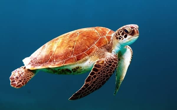 Rêver de tortue de mer