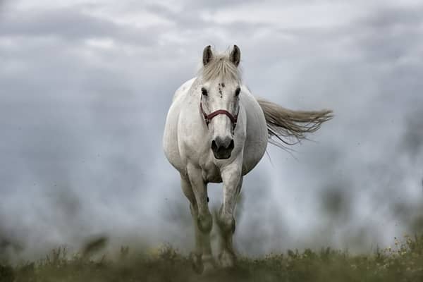 cheval blanc