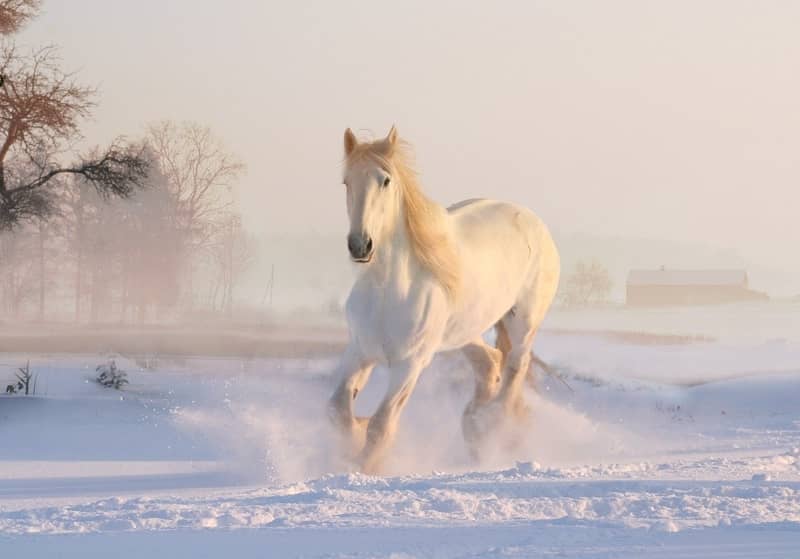 Rêver de Cheval