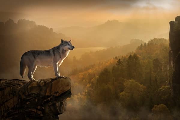 Loup gentil