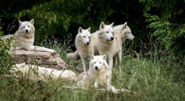 meute de loups