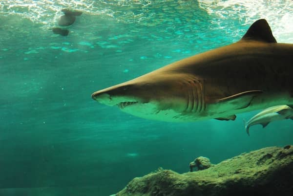 pêcher un requin